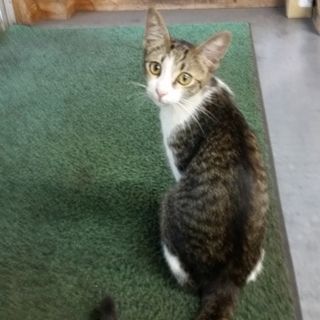 人懐っこい美猫ちゃんです♡