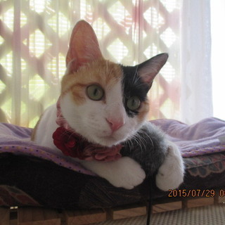 キュートな三毛猫mimiちゃん