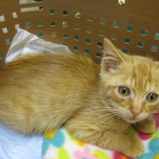 茶シマの可愛い男の子♪ぼくを家族にしてください！