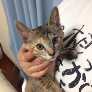 3ヶ月、メスの麦わらちゃんです！姉妹猫有り。