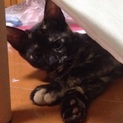 3ヶ月、メスのサビちゃん。里親さんを募集中！