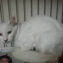 純白の長毛の若い男の子　１０か月