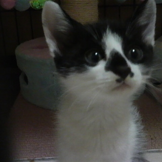 母猫が一生懸命育てた仔猫ちゃん♪