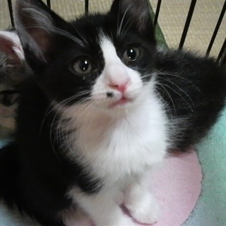 お母さんのお乳を飲んで育った仔猫ちゃん♪