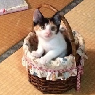 道端で衰弱していた仔猫さん☆彡