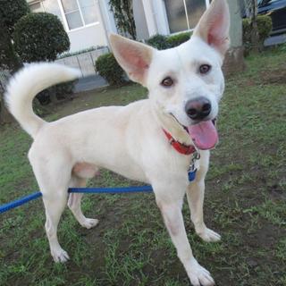 物静かだけど遊びでは元気！！若い男の子です。