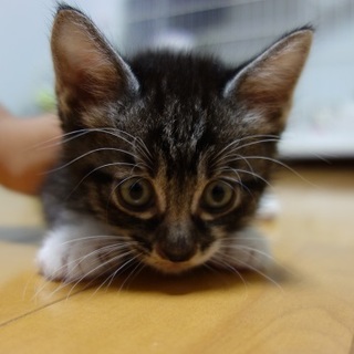 一ヶ月のかわいい子猫（Ｓ　エス）
