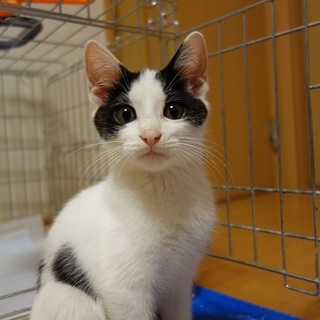 抱っこ大好きな甘えたさんの仔猫（リッキー）