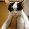 抱っこ大好きな甘えたさんの仔猫（リッキー） サムネイル4
