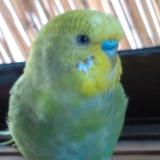 手乗りセキセイインコ