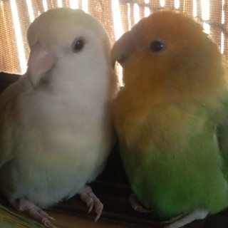 ペアのコザクラインコ