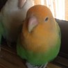 ペアのコザクラインコ サムネイル2