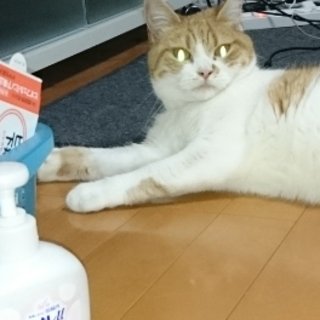 4歳のメス猫です