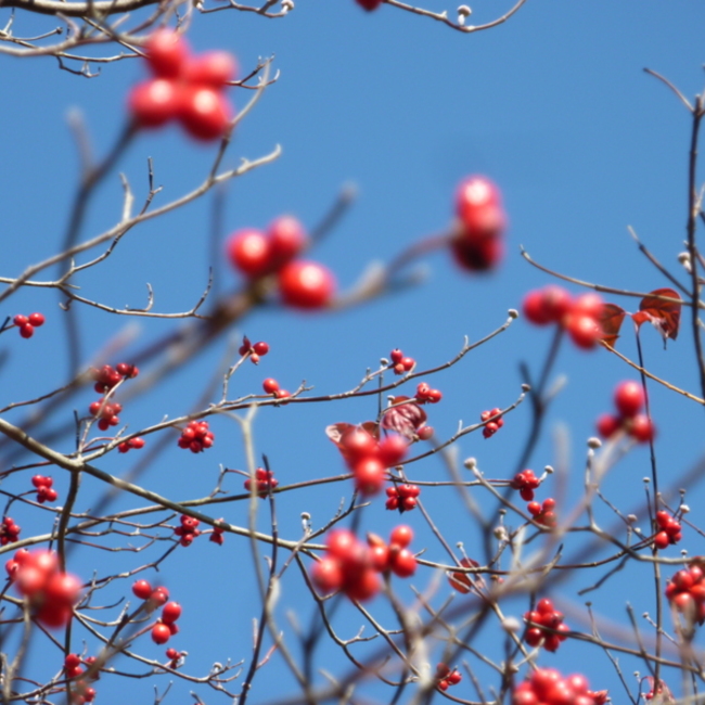 mayazoのカバー写真