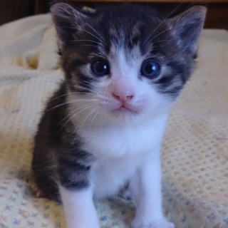 踏み切りに捨てられていました