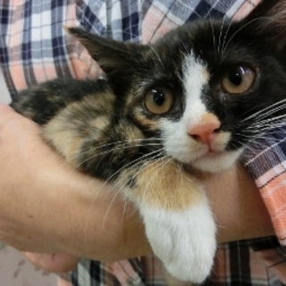 三毛？サビ？白ソックス子猫「しゅり」