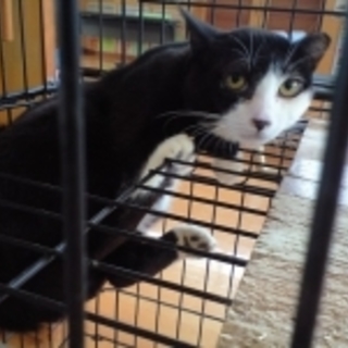 大きなおめめのびびり美男子です。