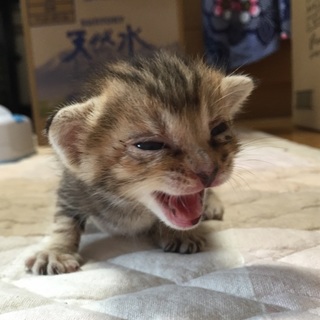 かわいい子猫4匹の里親募集！