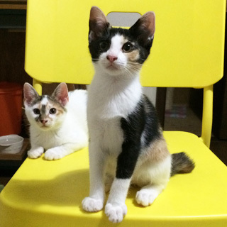 可愛いミケミケ姉妹♪みおりちゃんとみちるちゃん♪