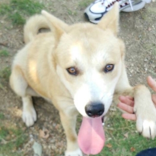 里親さん急募します