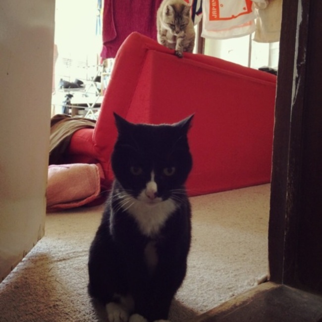 alice*のカバー写真