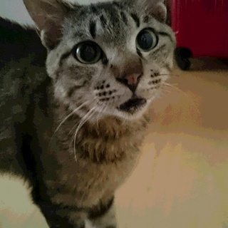 恋しくて　甘えたくて　愛を求める小太郎君です！