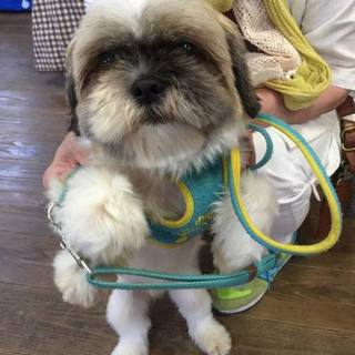 ｼｰｽﾞｰ　3才の男の子　家族を募集中！