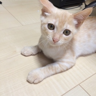 茶トラの子猫 人馴れしてます。