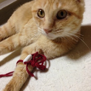 茶トラの甘えん坊くん♡