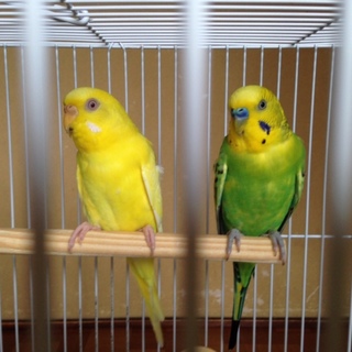 セキセイインコ　２羽　２組