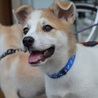 とても元気な仔犬　男の子です。 サムネイル2