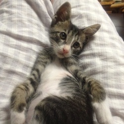 保護猫 before→after