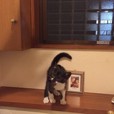 里親さん募集中です*･゜ﾟ･*:*:.｡. .｡.:*･゜ﾟ･*