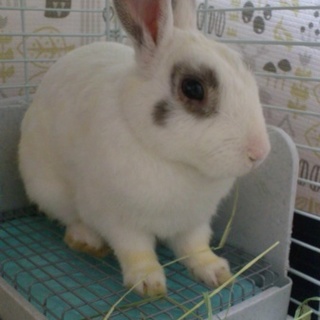 【移動先にてトライアル決定！】ミニウサギポルくん