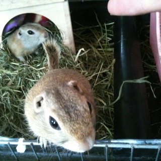 リチャ２匹一緒「里親決定！ありがとうございました」