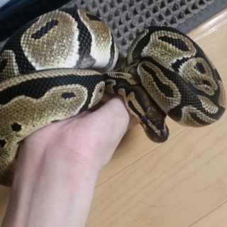 ボールパイソン