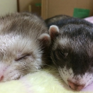 マーシャルフェレット二匹