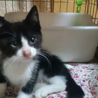 可愛い白黒　フィガロ