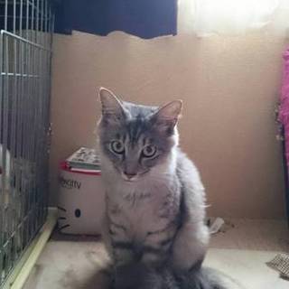 かなり甘えん坊の人懐っこい殿くん♪