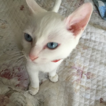 真っ白のブルーアイの子は難聴の可能性が極めて高いらしい、確かに反応鈍いな思っていたので納得