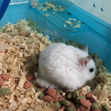 まるまるおいしそう