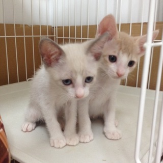 可愛い仲良し兄弟猫