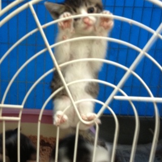 キジトラ斑の可愛いやつら！