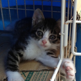 キジトラ斑の可愛いやつら！