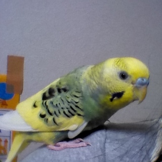 ２匹のセキセイインコの飼い主様募集中