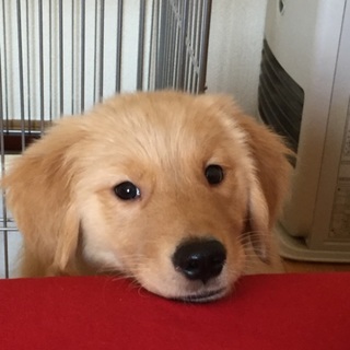 ゴールデンレトリーバー ４ヶ月目の女の子♪