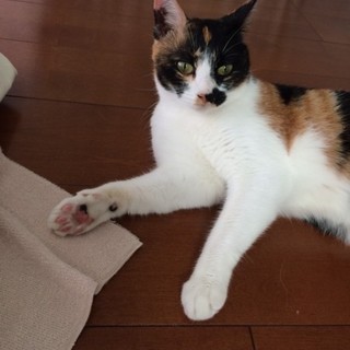 決定☆【みぃ】野良猫から家猫に、お布団の中大好き