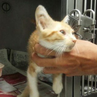 保健所職員さんイチオシの可愛い子猫