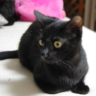 フレンドリーだニャン！