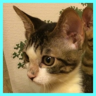 かわいすぎるキジ白男子　文旦君